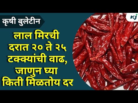 Agriculture News: लाल मिरची दरात २० ते २५ टक्क्यांची वाढOnion Update | Red Chilli News | Agriculture