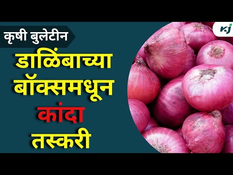 Onion News: डाळिंबाच्या बॉक्समधून कांदा तस्करी | Onion News | Weather News | PM Kisan | Grapes News