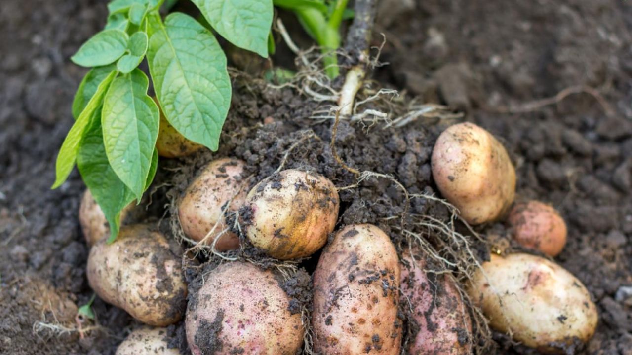 Potato Variety  News