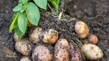 Potato Variety : शेतकऱ्यांनो ६५ दिवसांत येणार बटाटा पीक; शास्त्रज्ञांनी नवीन जात केली विकसित
