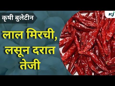 Agriculture News: लसणाचा दर ६०० चा पार ,लाल मिरचीच्या दरात तेजी | Garlic News | Chilli News | wheat