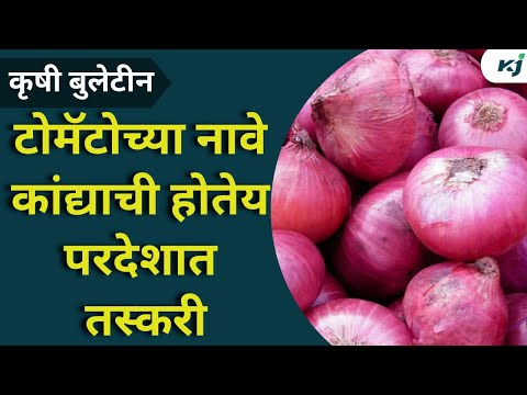 Agriculture News : टोमॅटोच्या नावे कांद्याची होतेय परदेशात तस्करी | Onion News | Agriculture News |