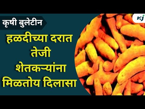 Agriculture News:हळद उत्पादक शेतकऱ्यांना मिळतोय दिलासा | Turmeric News | Drought News | Weather news