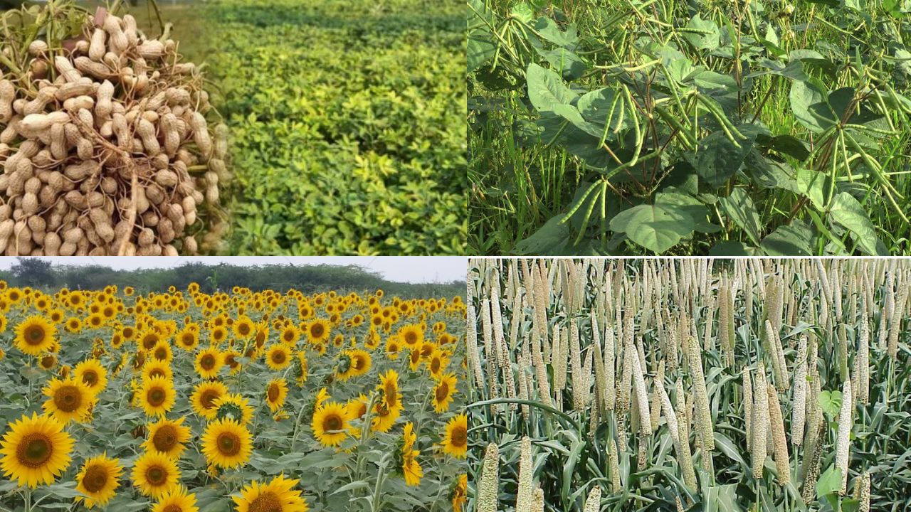 Summer crop management news