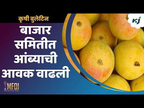 Mango season news: वाशी बाजार समितीत आंब्याची आवक वाढली | Mango news | mango update | agriculture