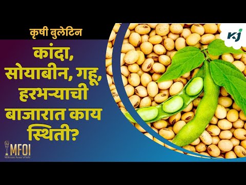 Agriculture news: कांदा, सोयाबीन, गहू, हरभऱ्याची बाजारात काय स्थिती? | onion rate | chana rate