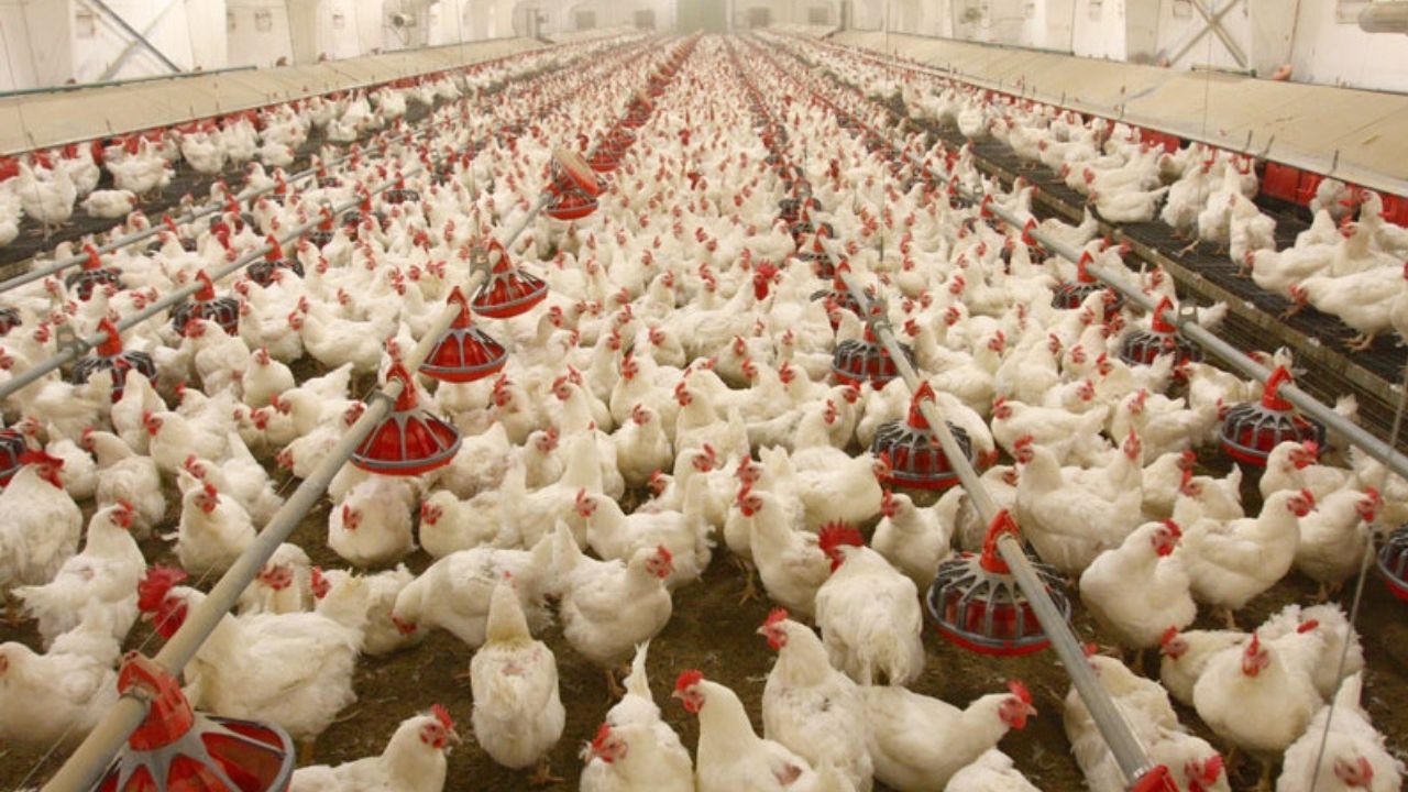 Poultry Farming News