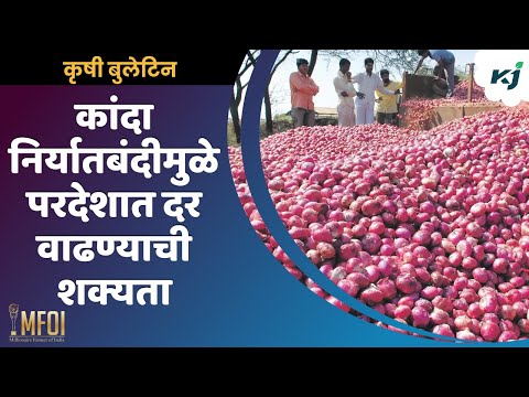 Onion News : कांदा निर्यातबंदीमुळे परदेशात दर वाढण्याची शक्यता | onion rate | onion export ban