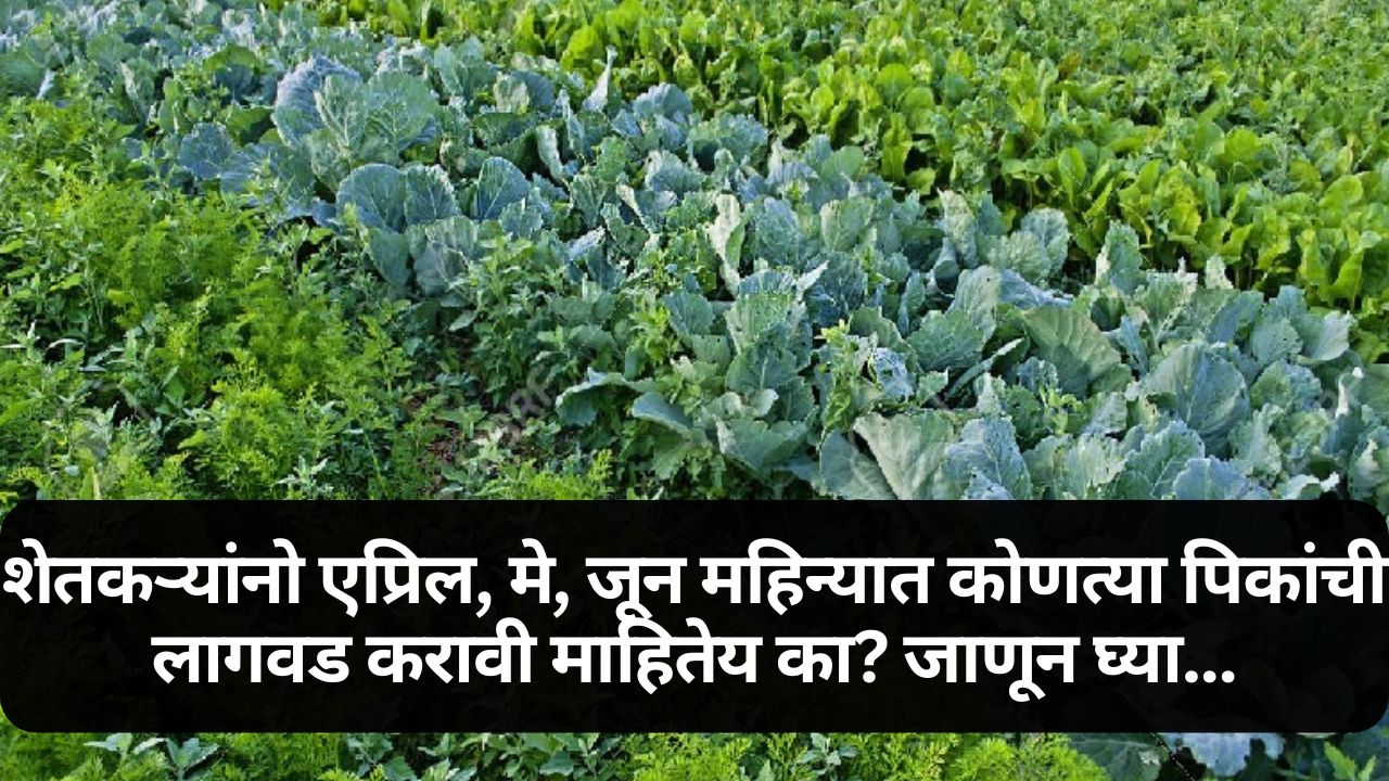 Vegetable Farming News