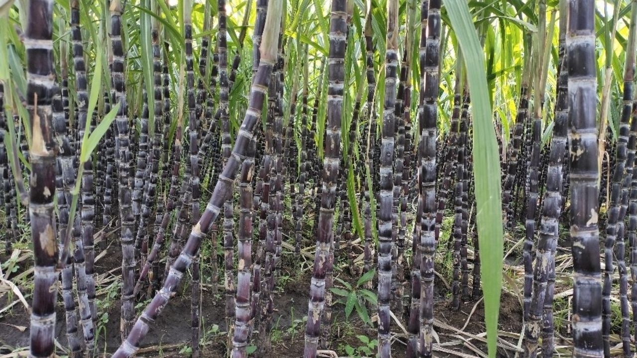 Black Sugarcane Update