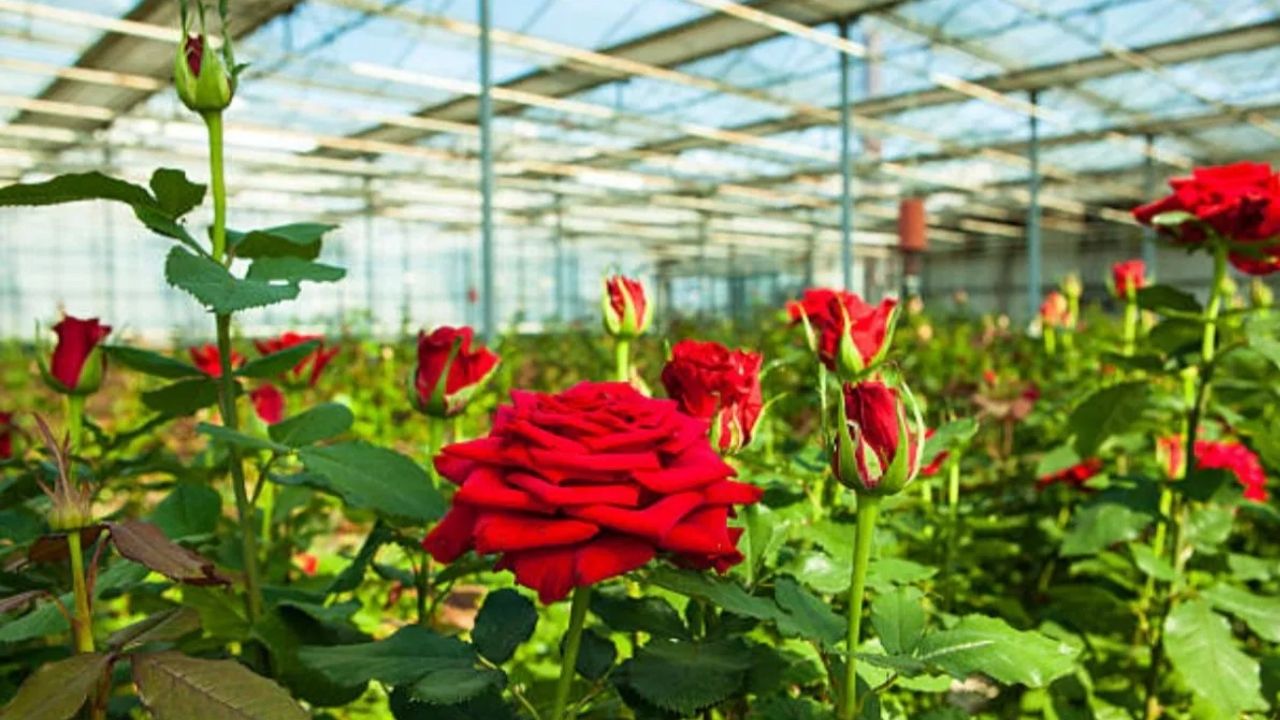 Rose Farming News