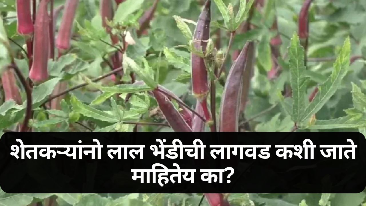 Okra Cultivation News