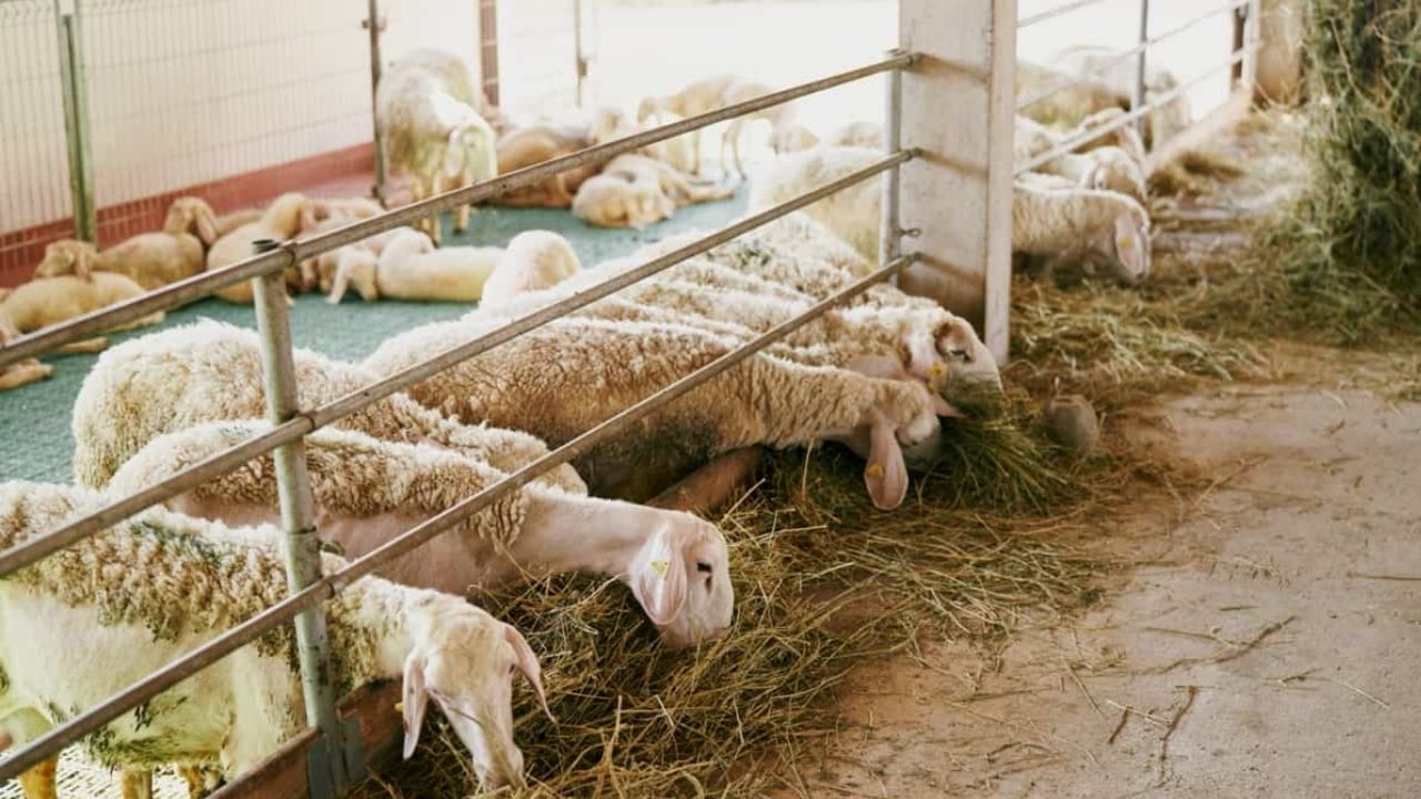Sheep farming News