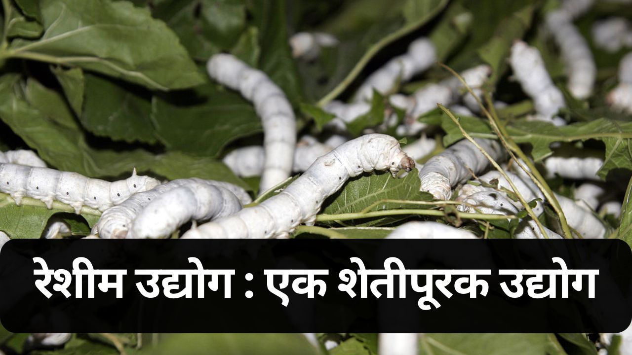 Sericulture  industry news
