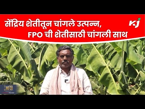 organic farming: सेंद्रिय शेतीतून चांगले उत्पन्न, FPO ची शेतीसाठी चांगली साथ | Agriculture news