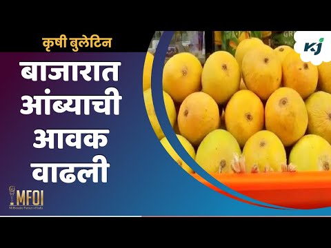 Mango season news: वाशी बाजारात आंब्याची आवक वाढली | mango rate | mango season | mango market | news