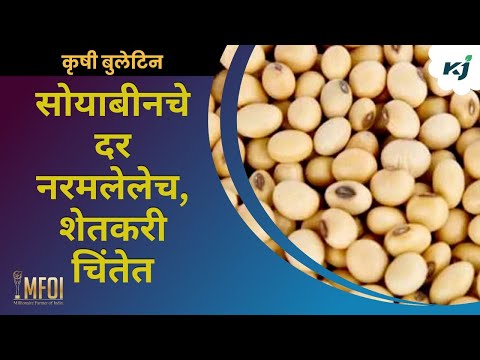 Soybean rate update : सोयाबीनचे दर नरमलेलेच, शेतकरी चिंतेत | agriculture market update | toor market