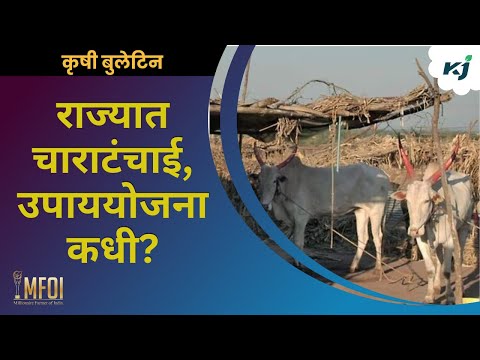 Animal fodder crises: राज्यात चाराटंचाई, उपाययोजना कधी? | animal care news | drought news | fodder