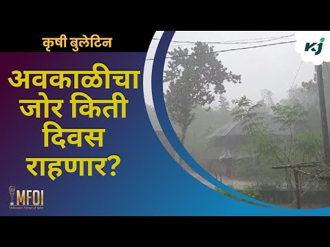 Agriculture News: अवकाळीचा जोर किती दिवस राहणार? | rain update | unseasonal rain | weather update