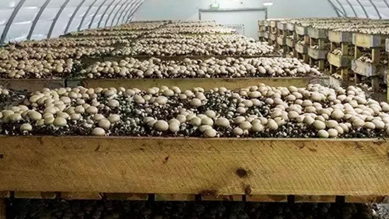 Mushroom farming news