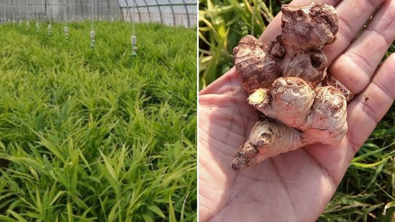 Ginger Cultivation News