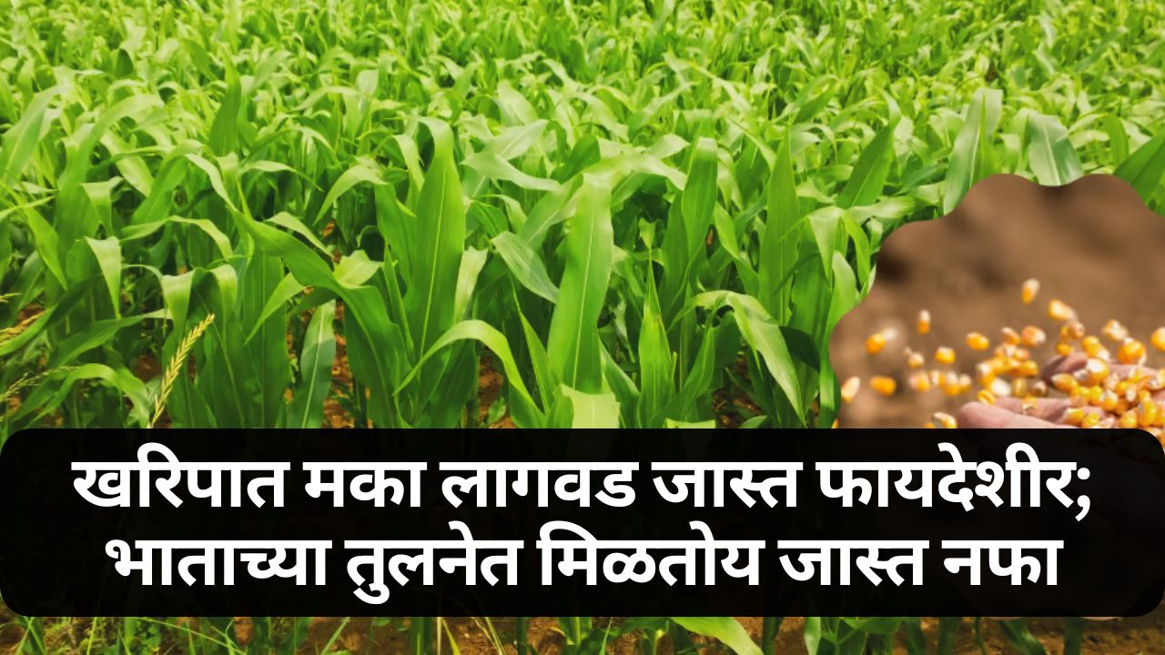 Maize cultivation update