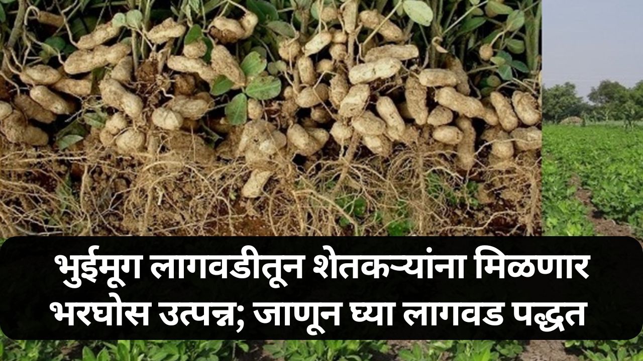 groundnut cultivation news
