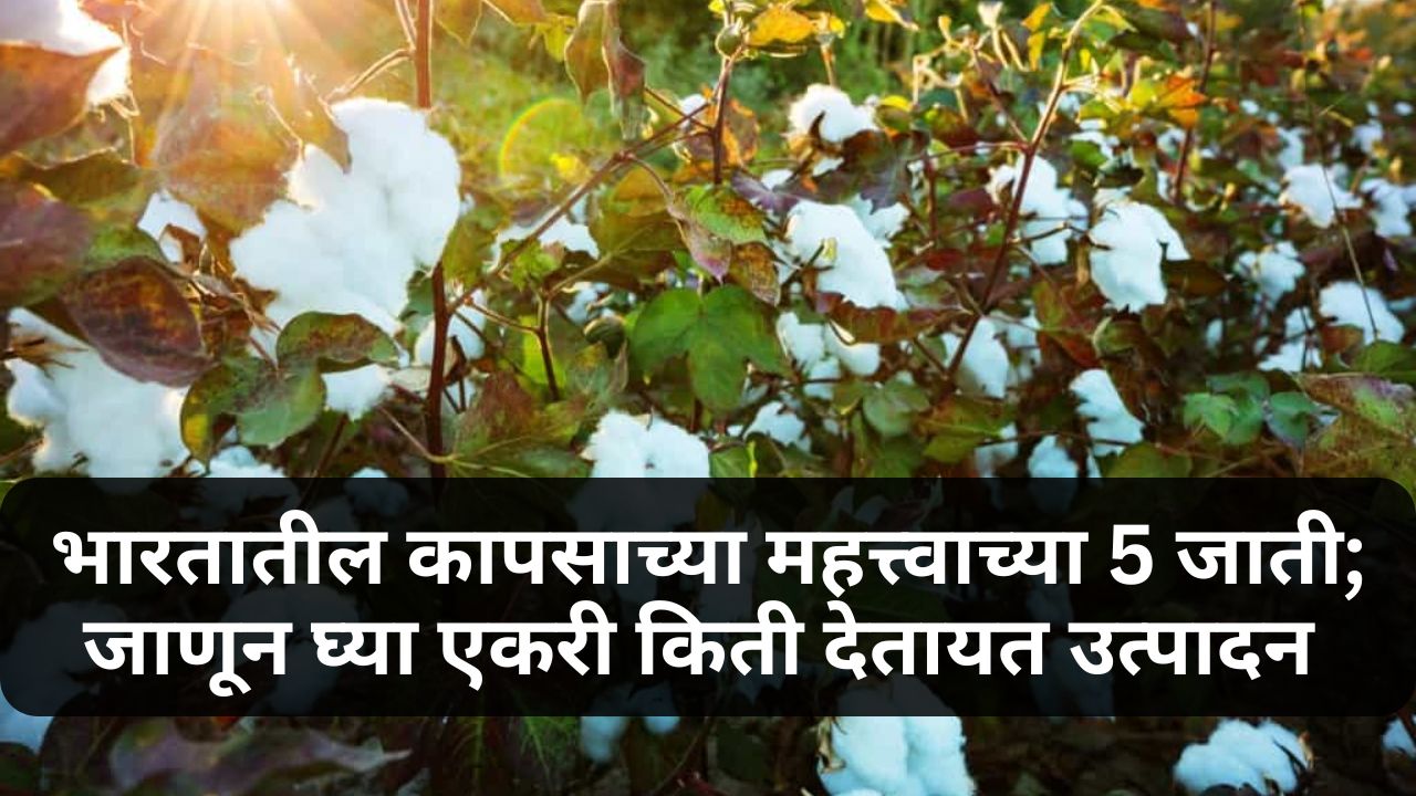 Cotton Farming  5 important varieties