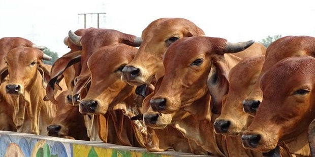precautions for buying cow