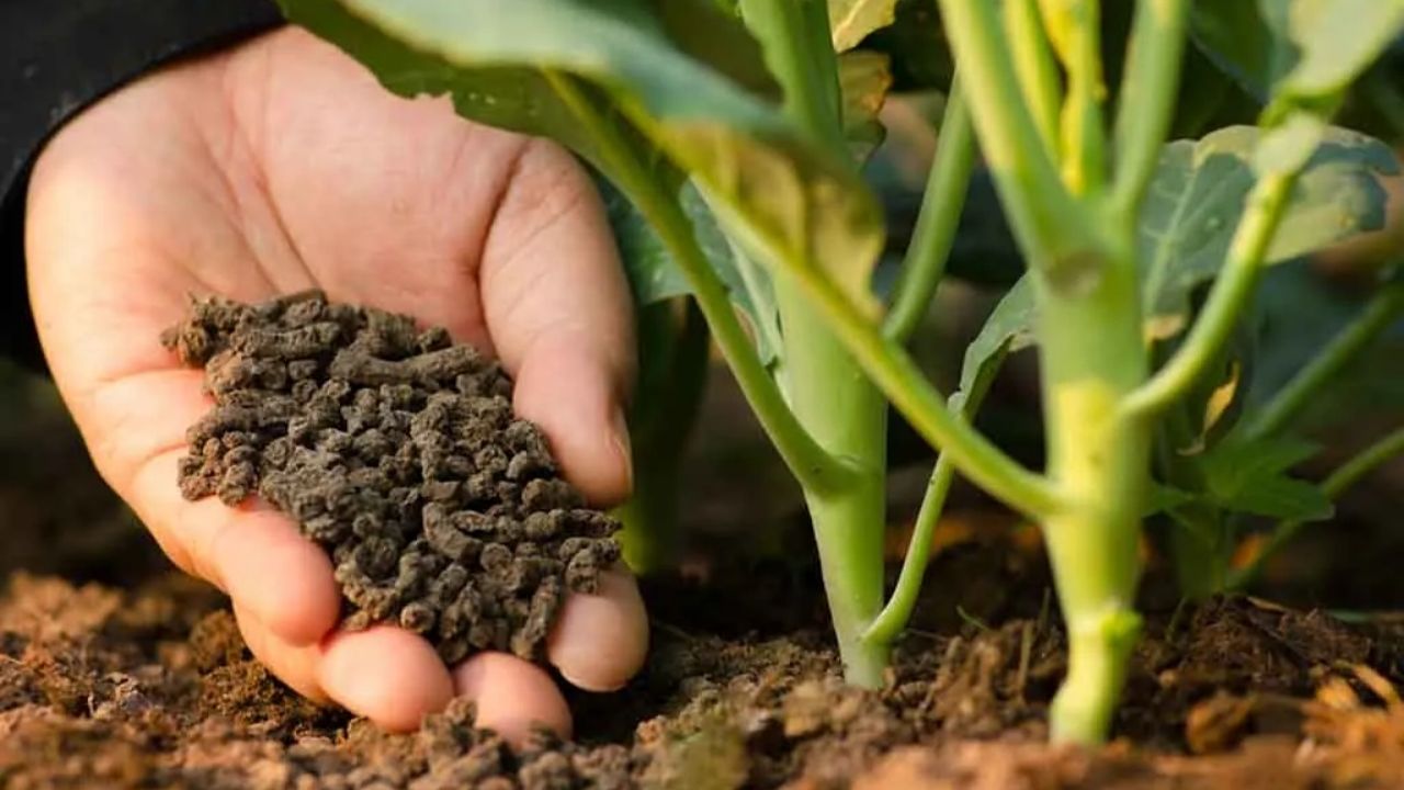 Organic Fertilizer News