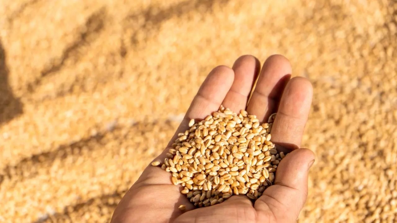 Wheat Import News