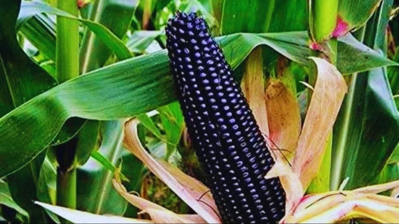 Black corn cultivation news