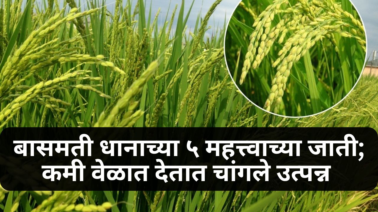 Rice Farming News