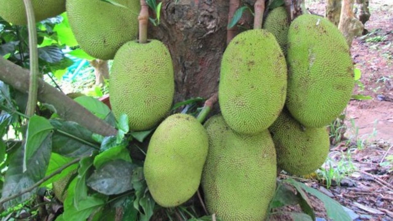 Jackfruit Farming News