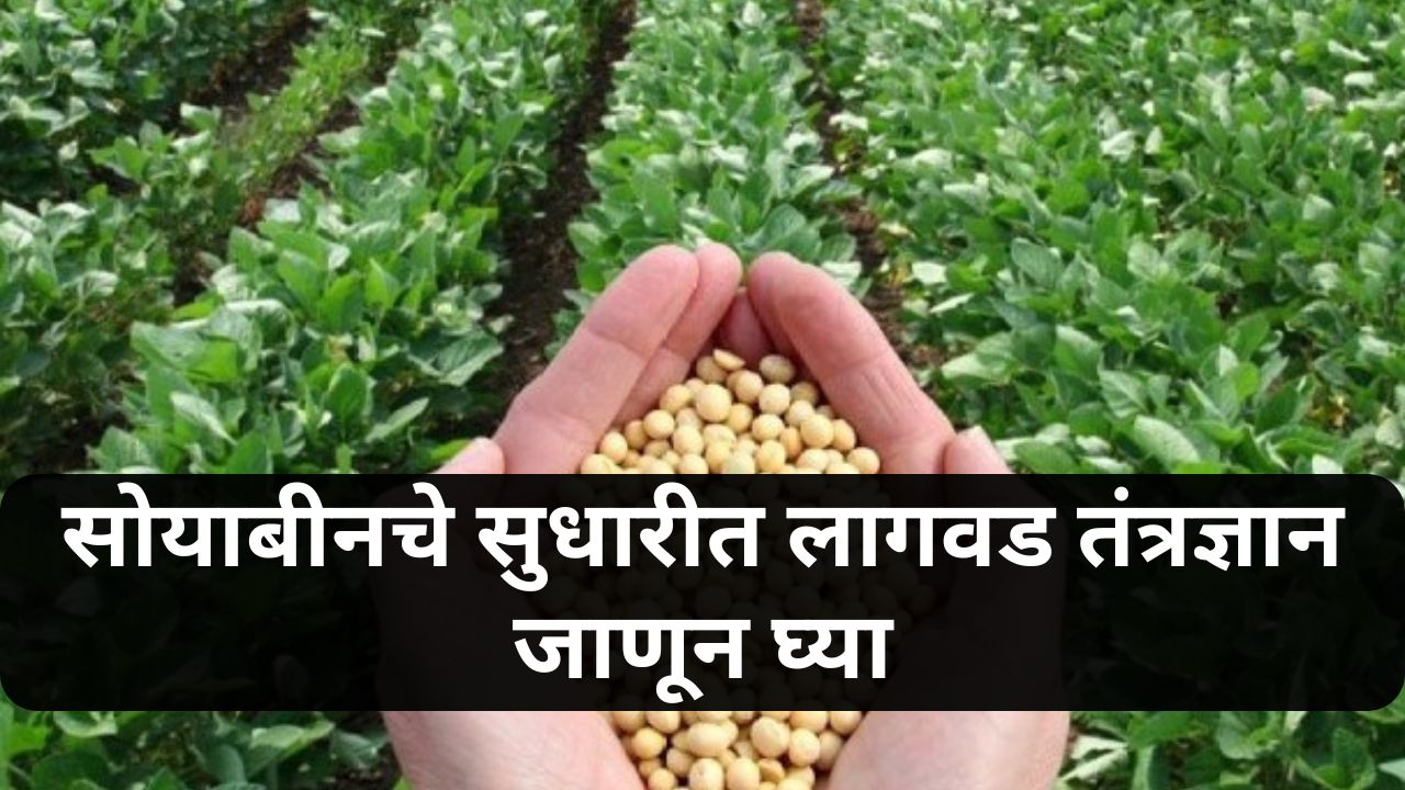 Soybean Cultivation News
