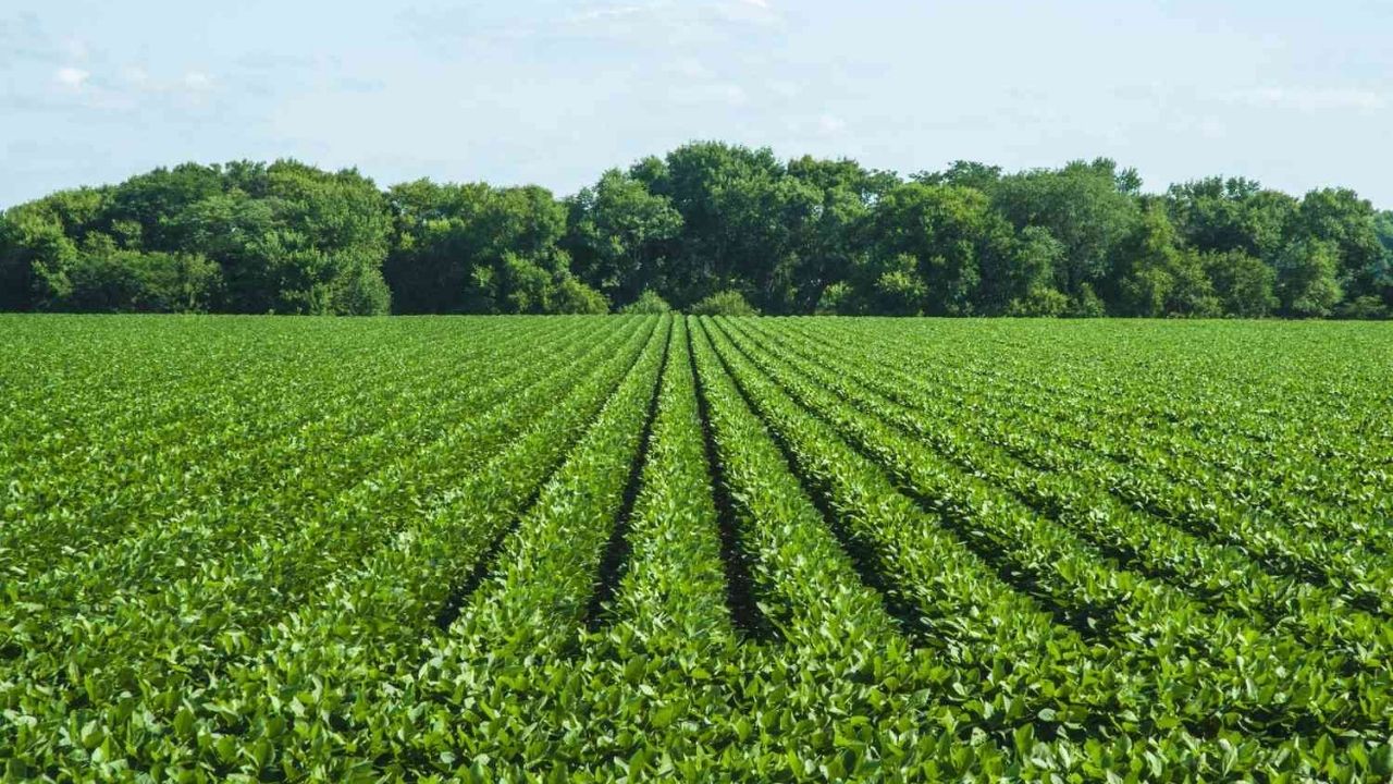 Soybean Farming News