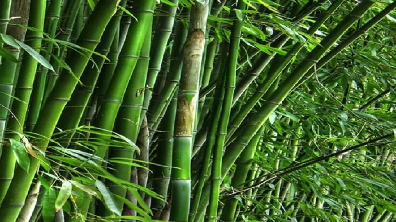 Bamboo Cultivation News