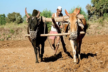 युरोपातील शेतकरी आणि भारतातील शेतकरी खुपच फरक वाचा