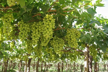 grape orchard