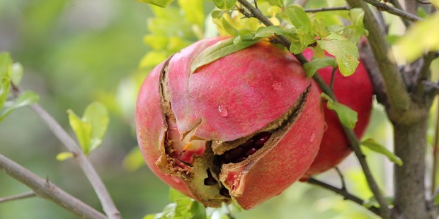 pomegranate orchards
