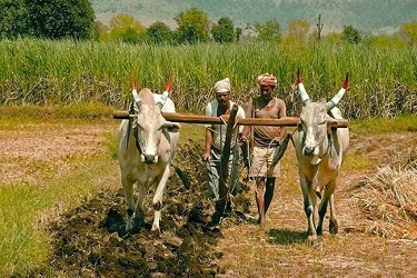 शेतकऱ्याला शेतकरीच वाचवू शकतो.