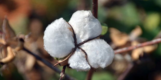 Fardad cotton