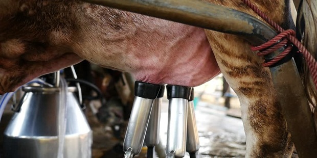 milch cow