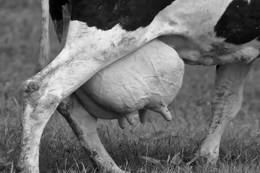 नैसर्गिक पद्धतीने गाय व म्हशीचे दूध वाढवण्याचे सोप्पे तीन उपाय