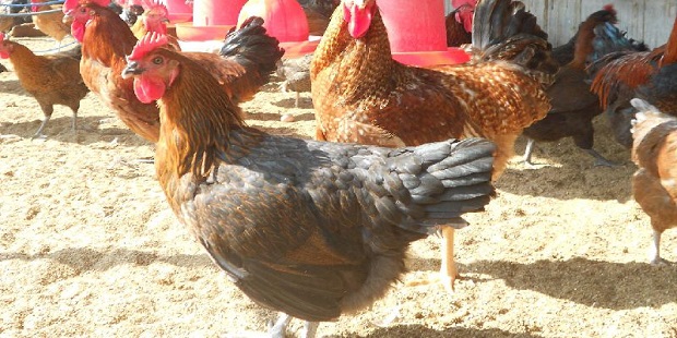 poultry farming