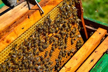 मधमाशी पालन आणि शेतीसाठी लाभलेलं वरदान