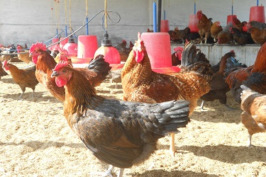 कोंबडी खत आहे सेंद्रिय खताचा उत्तम पर्याय, जाणून घेऊ कोंबडी खताचे पिकाला होणारे फायदे