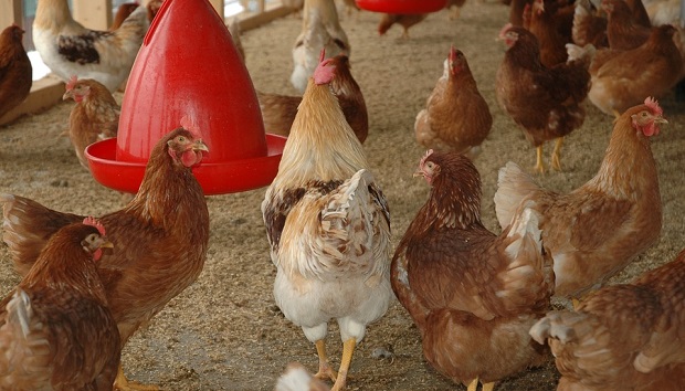 कुक्कुटपालन आणि गिरिराज कोंबडी ,अर्थशास्त्र जाणून घ्या सविस्तर
