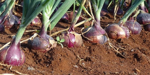 onion crop