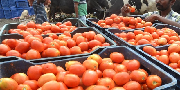 शेतकऱ्याने नैसर्गिक शेतीमधून ४०० रुपये किलोचा टोमॅटो पिकवला आहे.